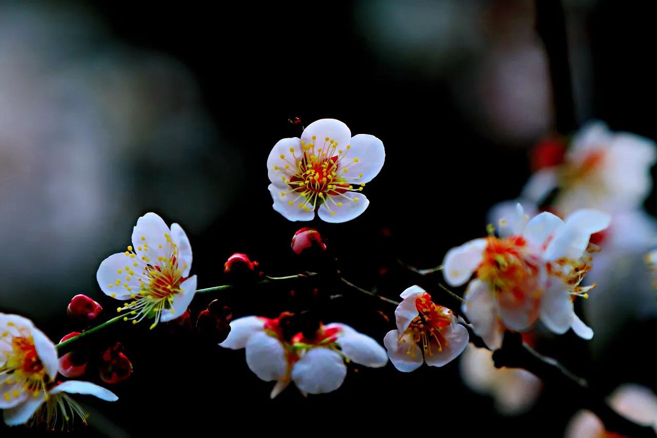 白梅花绽放视频,白梅花盛开