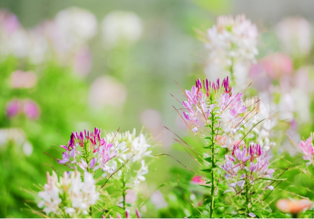 什么脱发用米诺和非那雄胺效果快,男性脱发用米诺地尔女性用什么