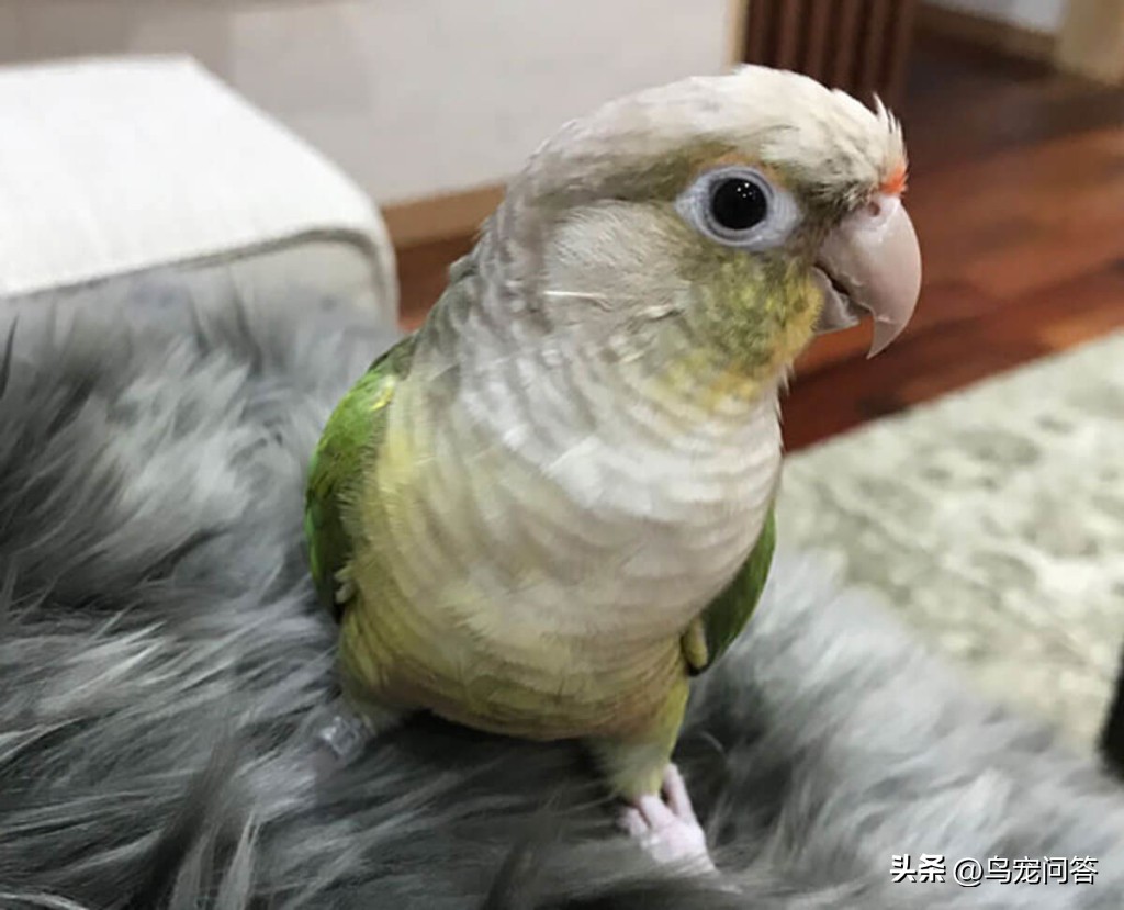 怎么才能让鹦鹉摇头呢视频,小太阳鹦鹉喜欢挠头怎么回事