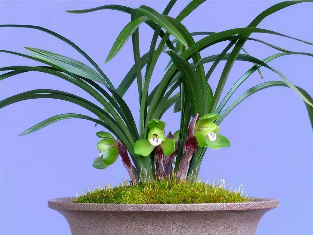 最香的五种兰花哪种兰花耐寒,春夏秋冬四季各是哪几个兰花品种