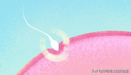 精子进入人体1小时变化,精子进入人体24小时变化