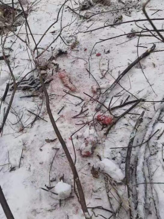 黑龙江黄牛被咬死,黑龙江黄牛被黑熊袭击事件