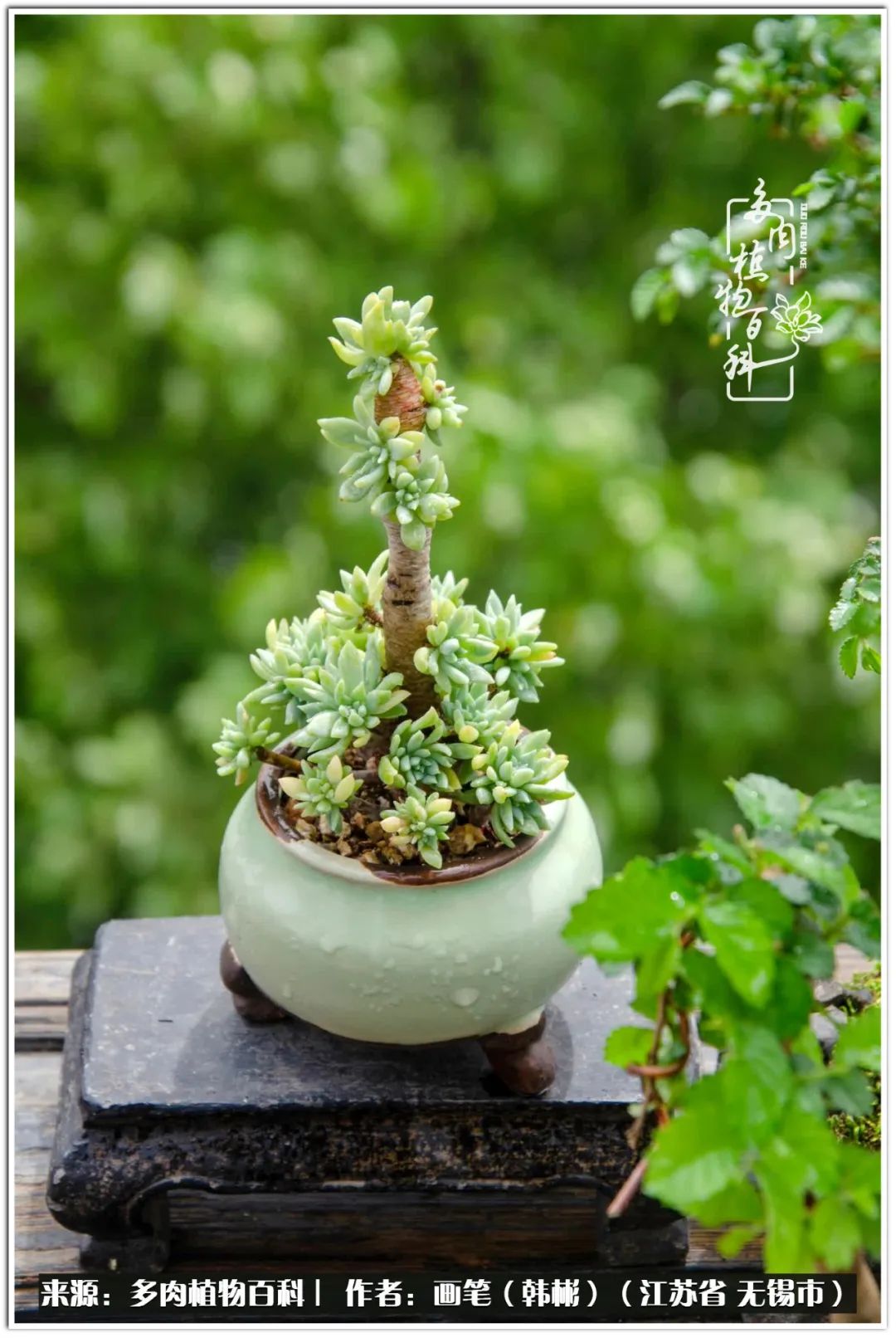 月满西楼别有一番滋味在心头,绿肥红瘦