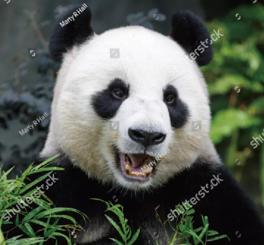 ai生成战队logo,ai生成队徽