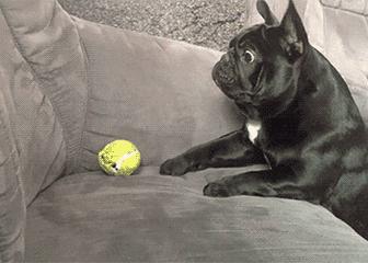 法斗为什么不招狗待见,法斗为何不招其他狗待见