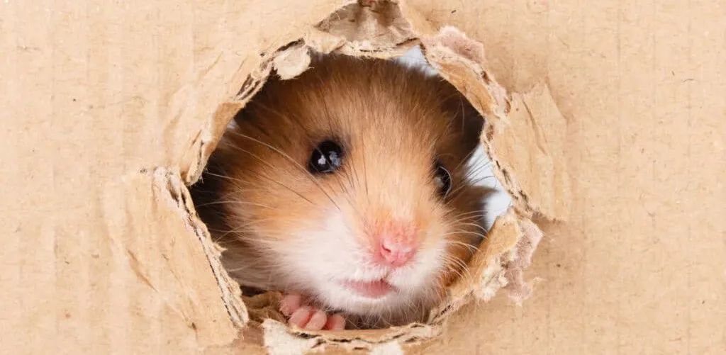 仓鼠新手如何辨别仓鼠疾病,仓鼠的常见疾病症状及处理