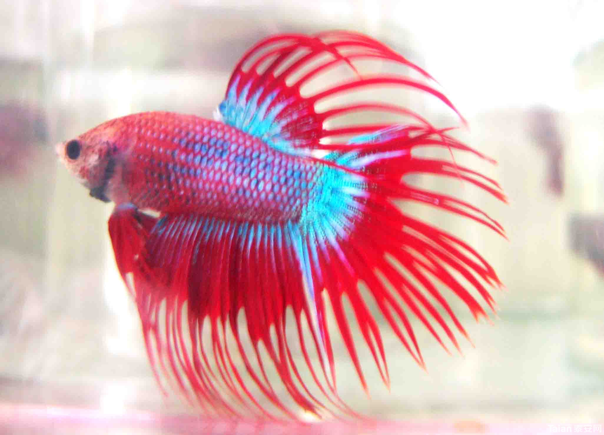 3秒“绞杀”同类！辽宁网友发现一条怪鱼揭秘斗鱼不为人知的秘密