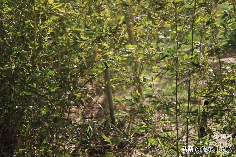 清晨的公园静态美和动态美,运城体育公园夜间灯光