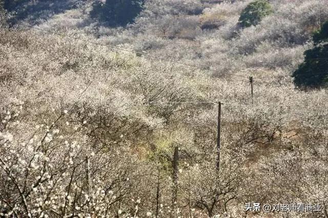 普宁老仙洞梅花盛开,普宁赏梅花最佳地点