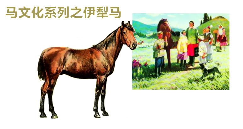 伊犁马属于热血马还是温血马,伊犁马有多高