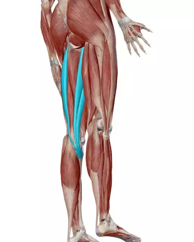 解剖基础知识,解剖基础知识教程60集