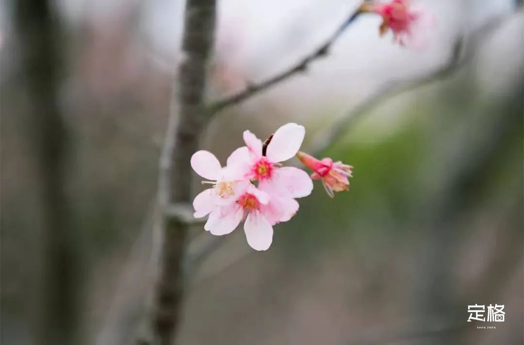 深圳3月14个赏花胜地全部免费,深圳清明节踏青赏花好去处