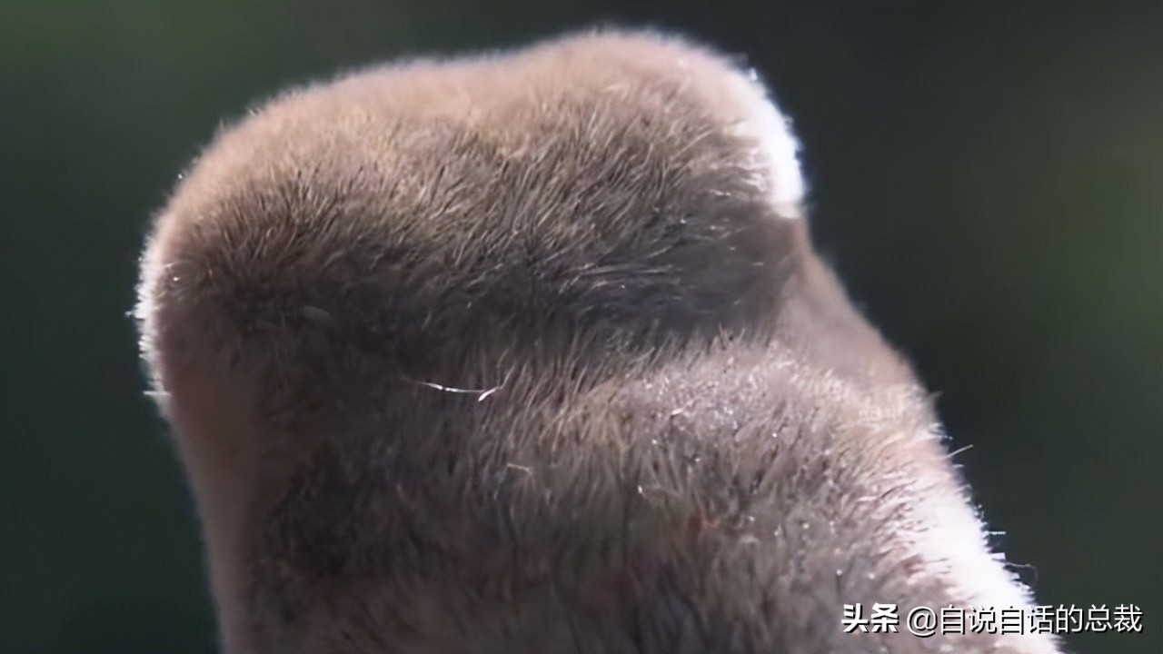 超级血液代表着什么,超级血液是啥