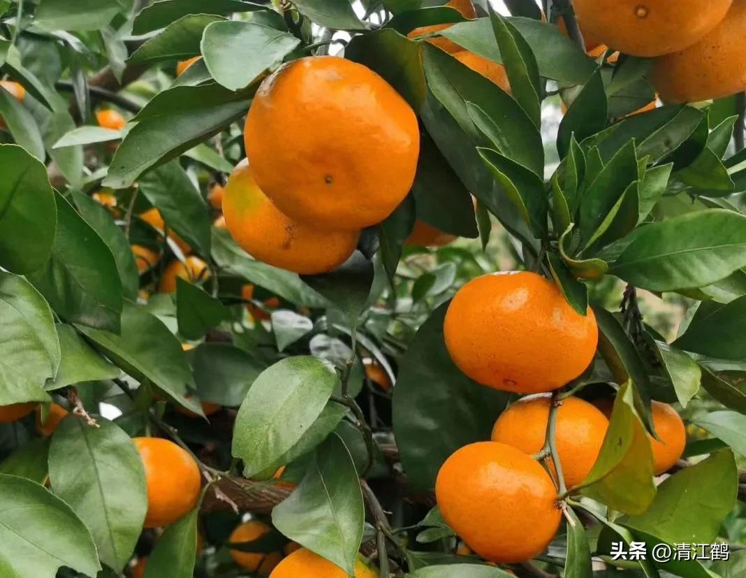 叶面肥增产技巧,叶面喷施肥助生长的配方