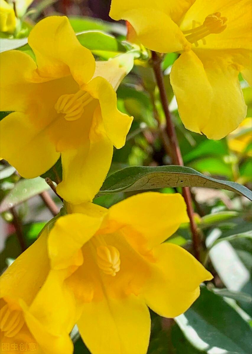 一花一叶最深情，万千*光春**花满园，花开惊艳时光，花香温柔岁月