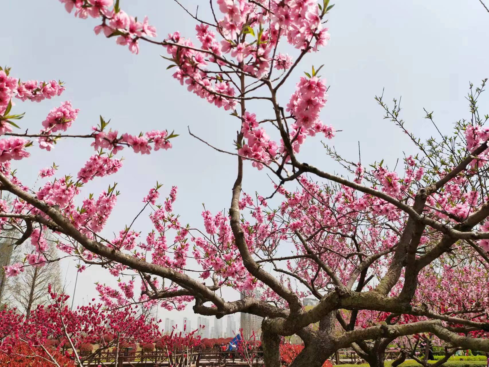 原创七绝春藏头诗,春吟新韵的七绝诗