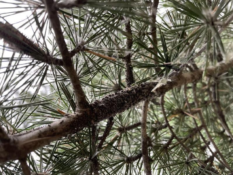 12月份园林绿化养护工作重点,元月份园林养护重点工作