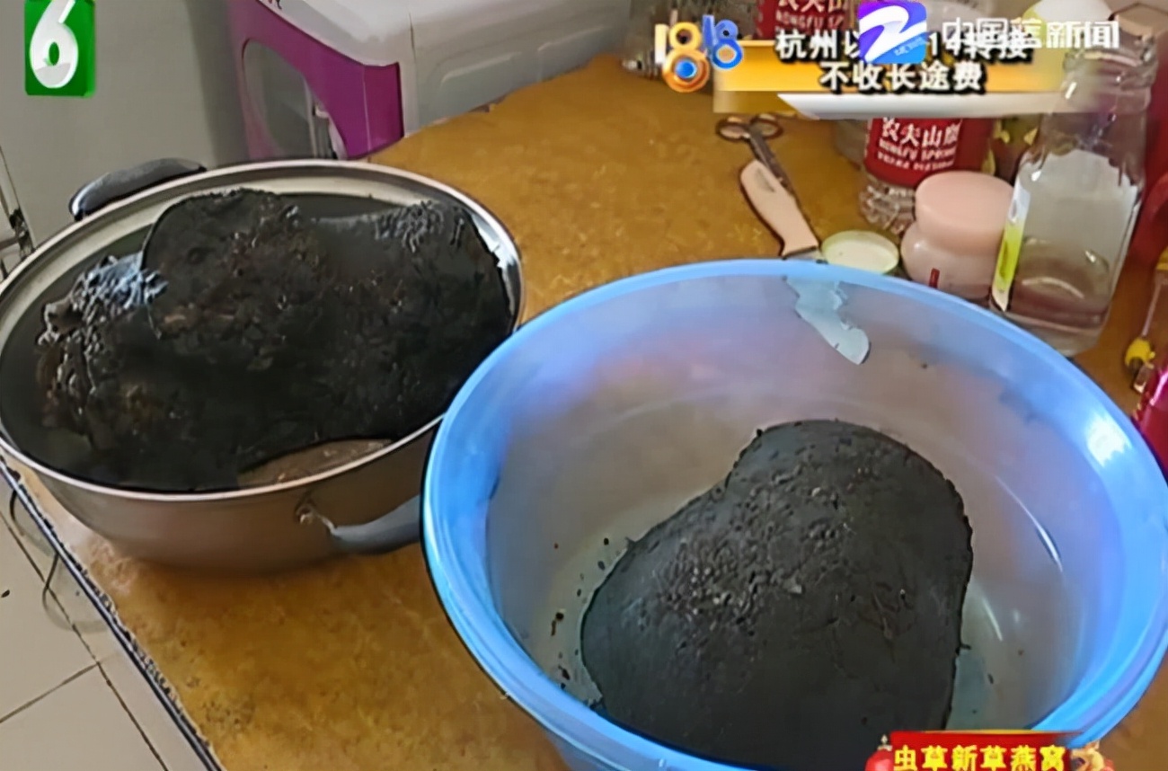 太岁到底是什么生物有多可怕,真正的野生太岁发现多少