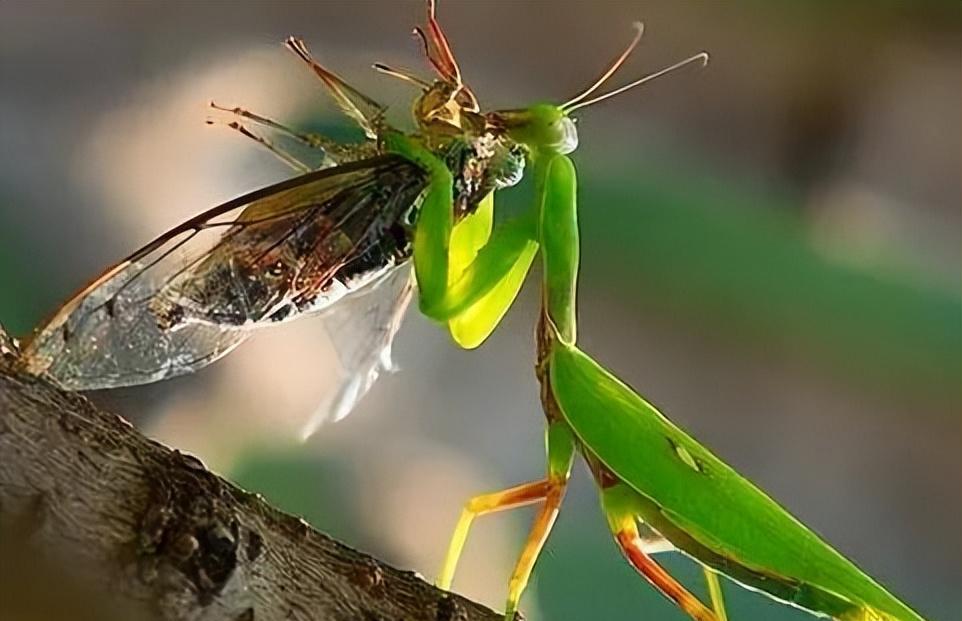 神秘的女神洞窟，日本的理想老婆座，带你发现世界奇观