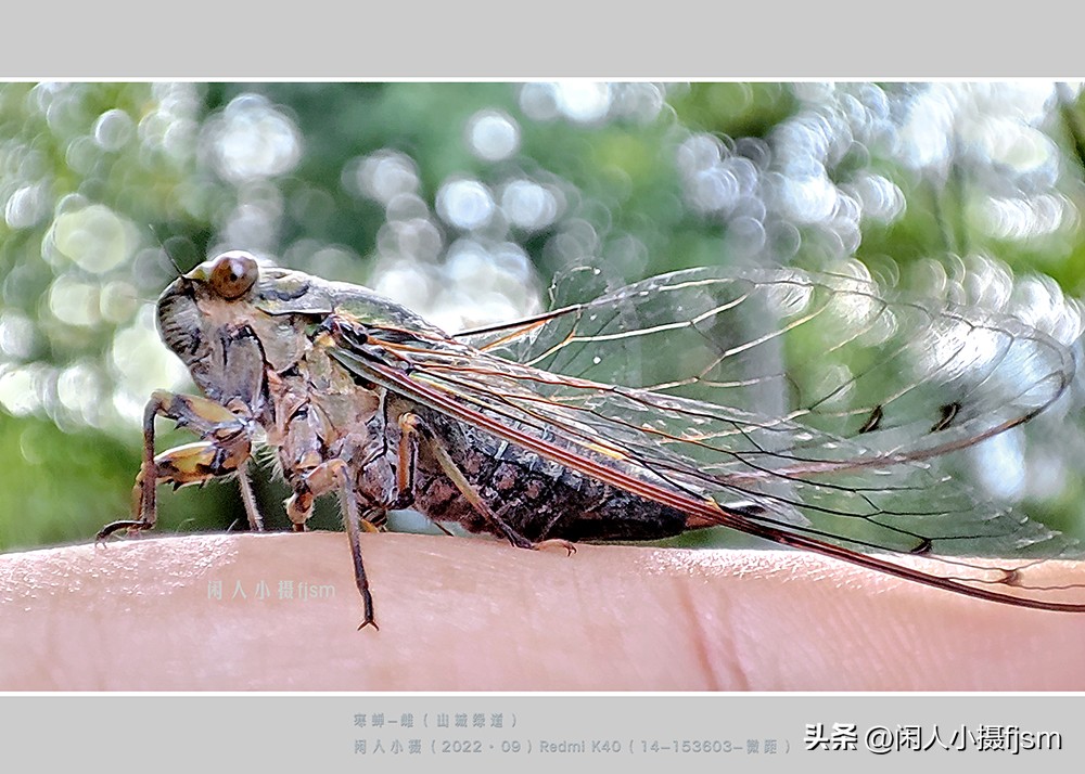 微距摄影就是近距离拍摄微小物体,微距摄影和近距离摄影有区别吗