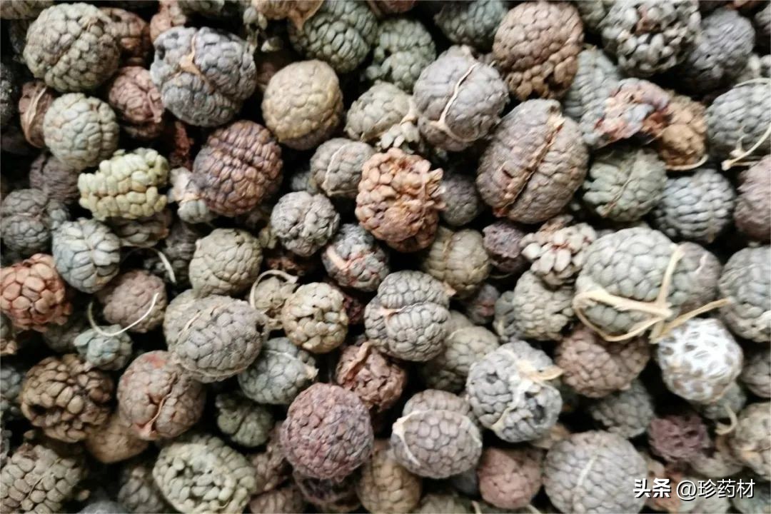 药材市场新闻,土鳖药材市场