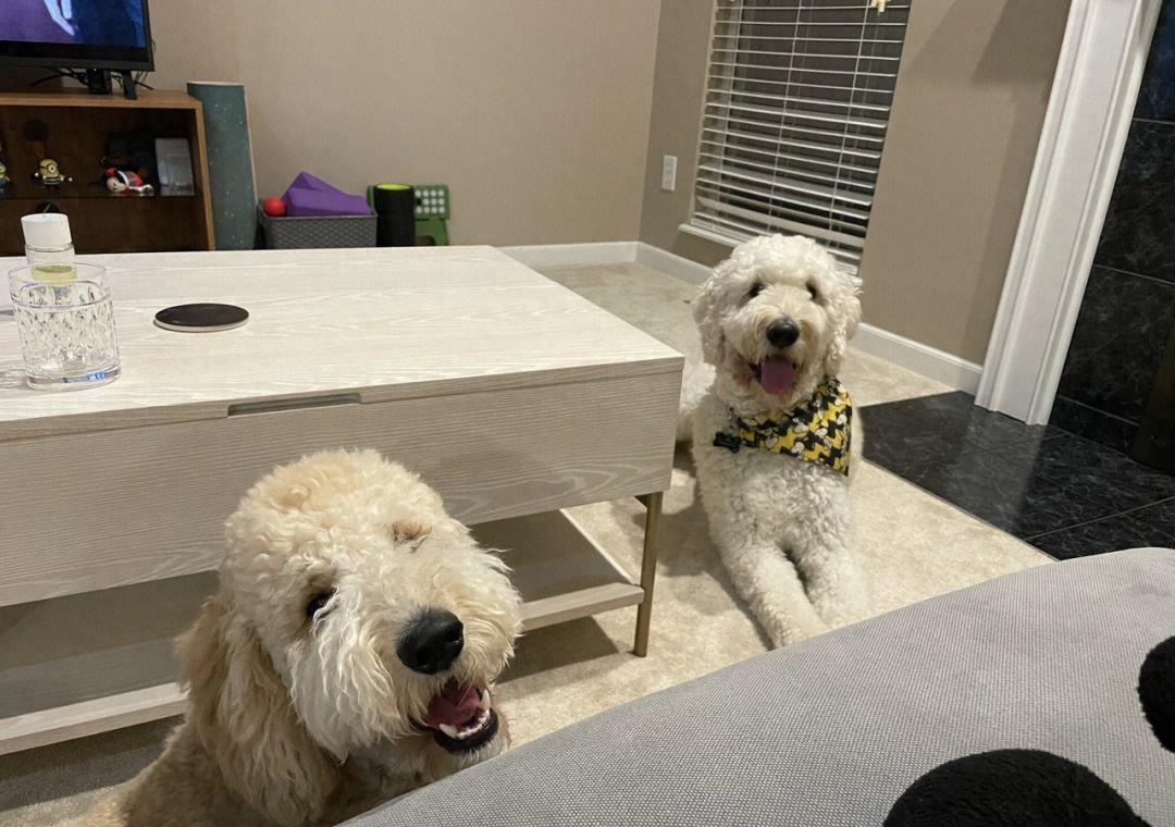 不懂就问，打断狗狗“交配”，会有什么后果？