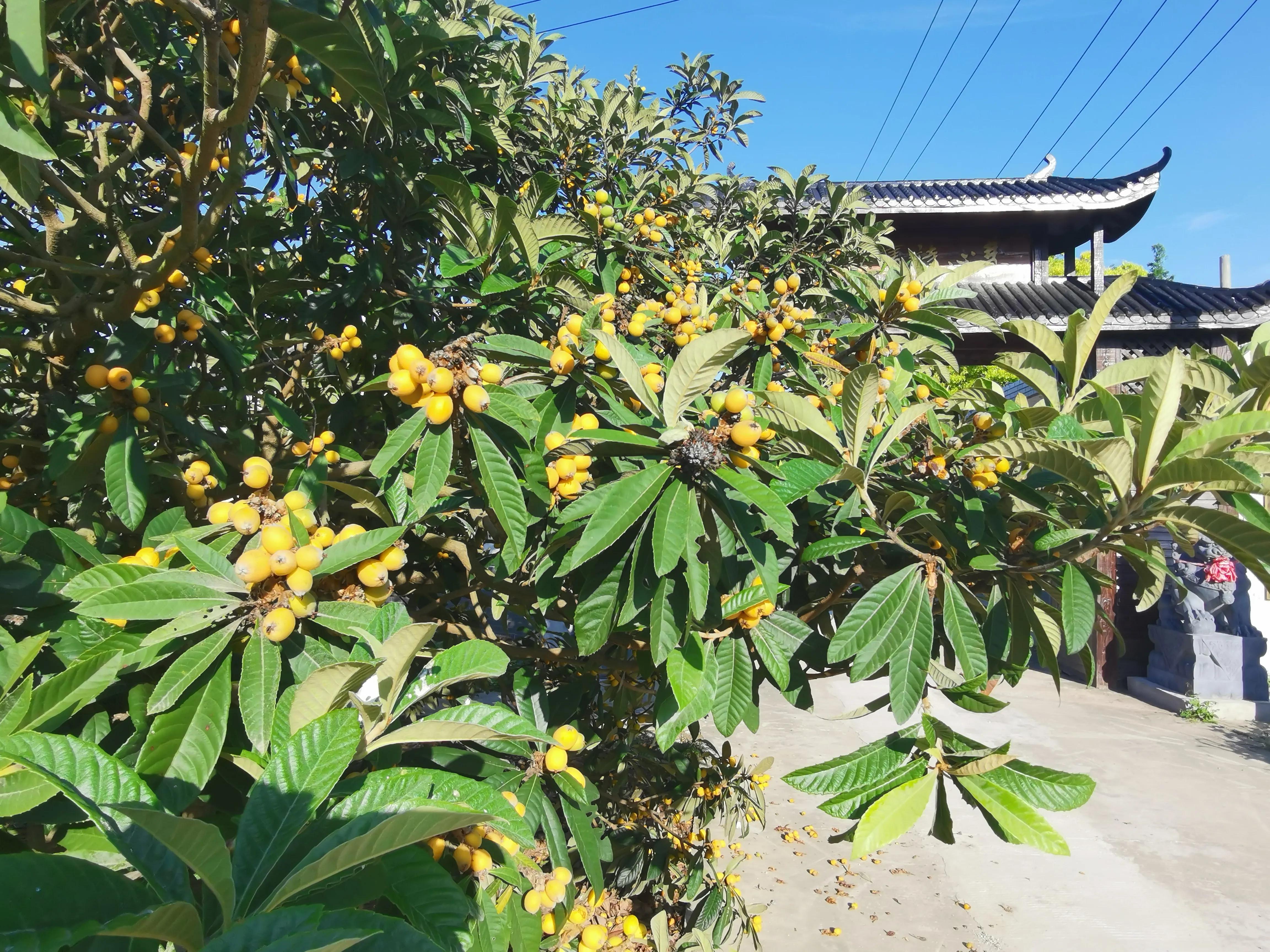 琼瑶飘逝的梦小说,琼瑶和琼瑶谁漂亮