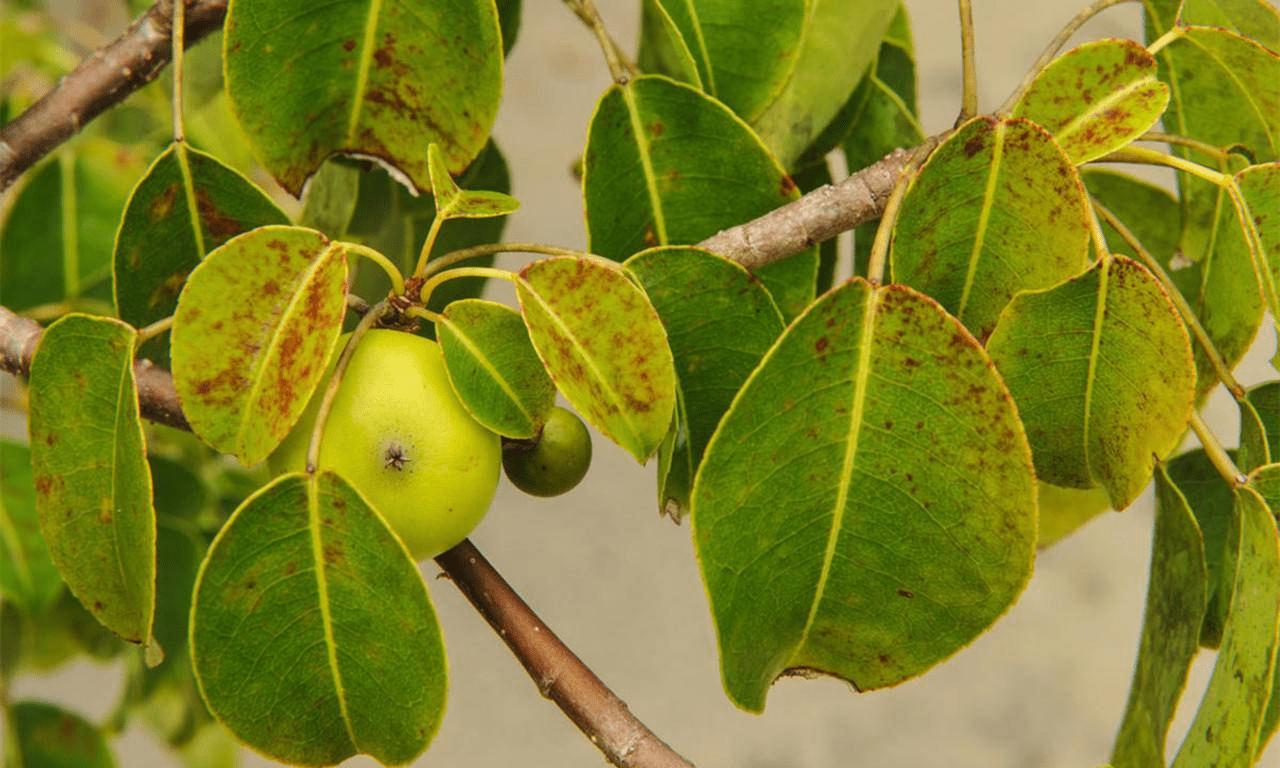 世界上最危险的十种树排行完整,史上最危险的4种树