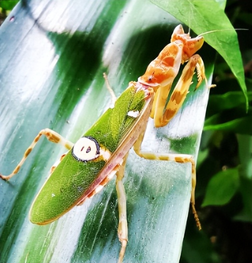 眼斑螳螂的生长过程,眼斑螳螂成长过程