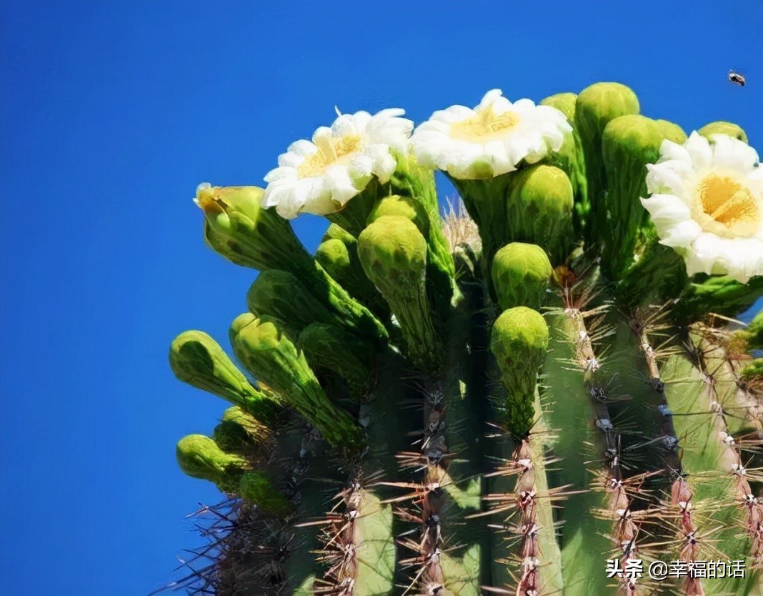 英国国花世界各国的国花,各种国家的国花大全