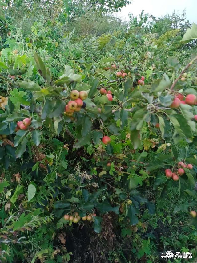 山上的野山楂你们叫什么？人工种植的山楂又叫什么？