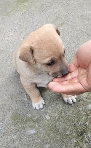 狗狗不停舔舐毛发,狗狗舔舐主人是什么意思