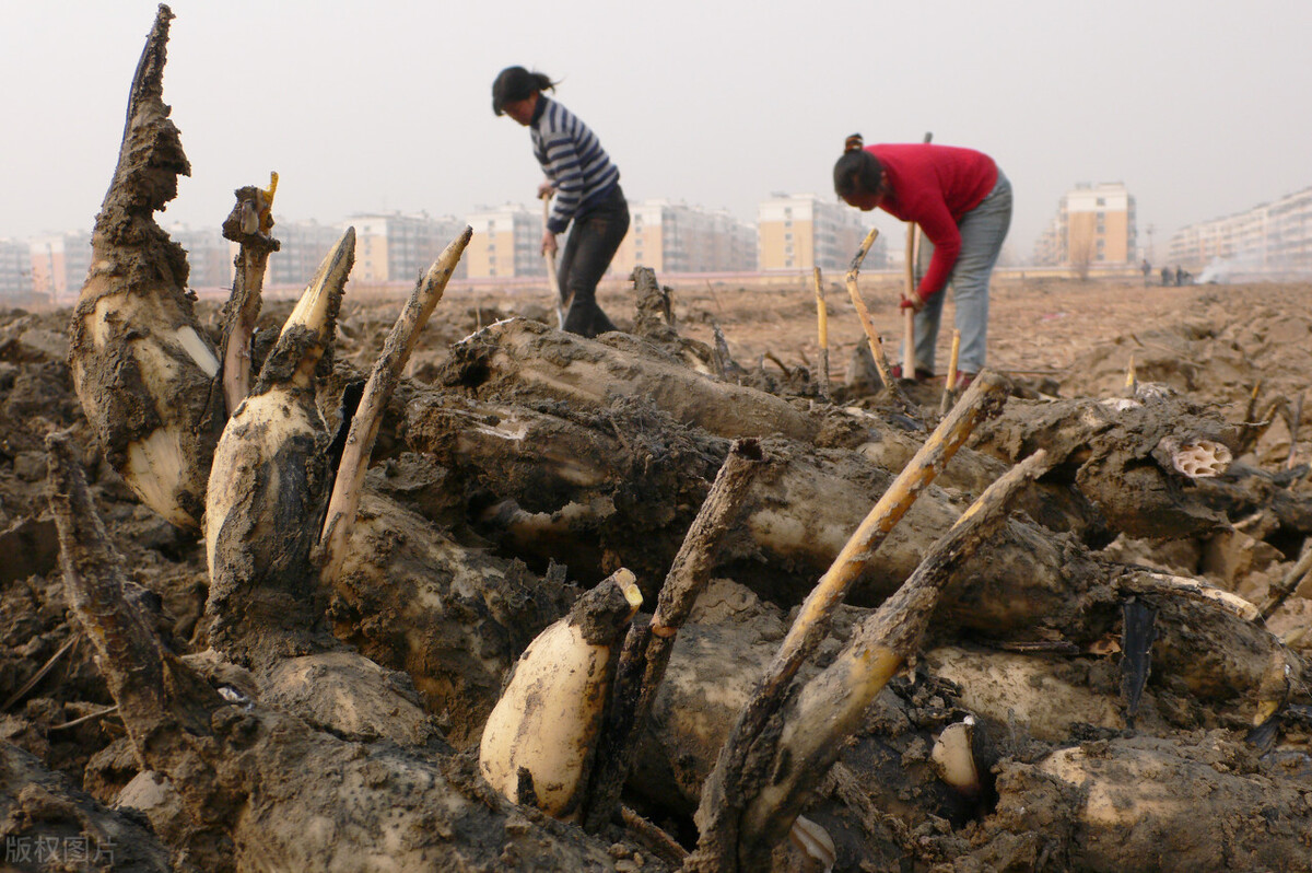 平时吃这些食物肠道排毒变简单,春节过后建议吃八种清肠食物