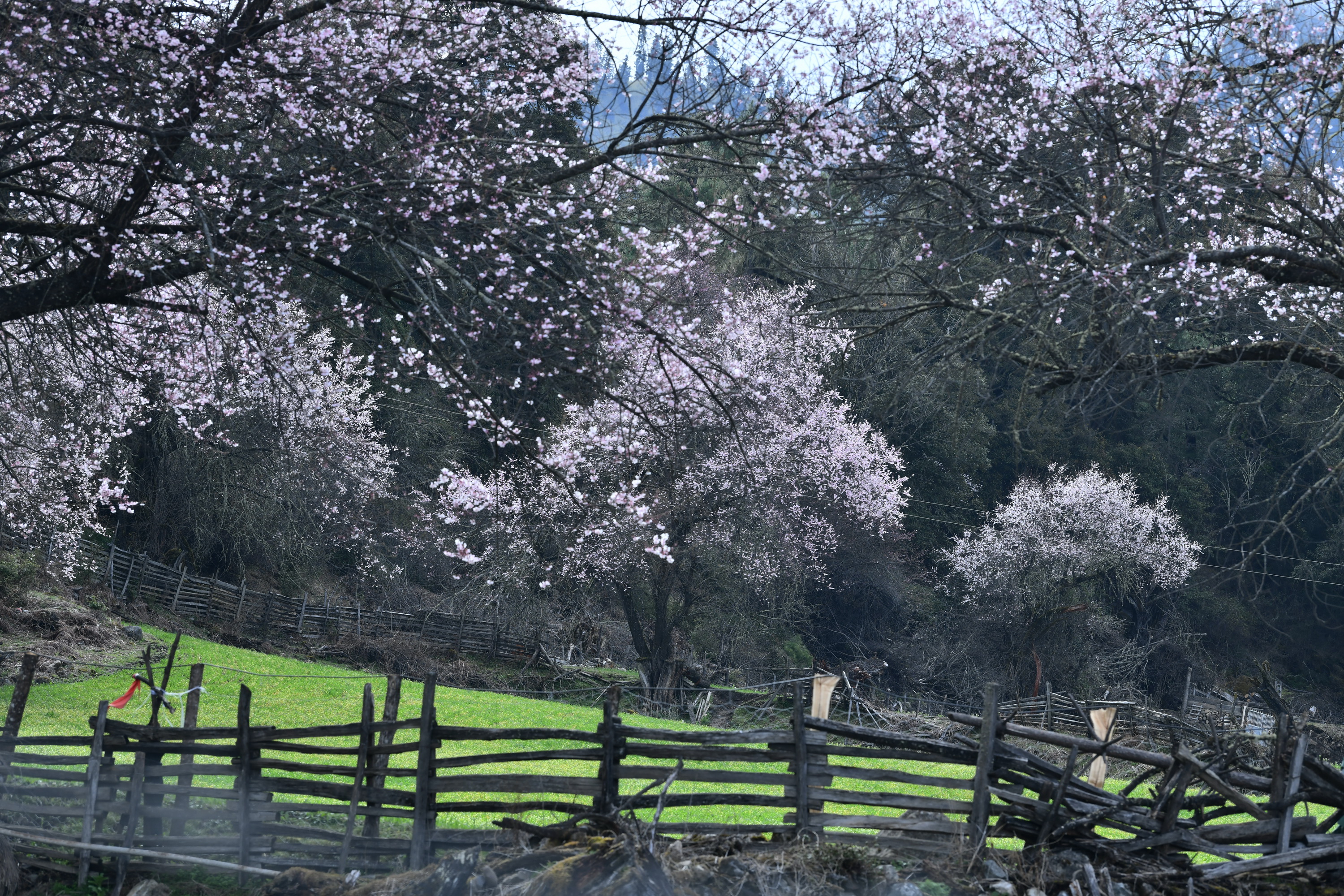 雪域林芝桃花图片 (在雪域江南西藏林芝邂逅漫山桃花)