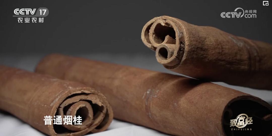 一根“树皮”引发的国际知名品牌