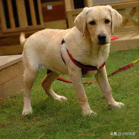 金毛拉布拉多犬的优点和缺点,新手养金毛老手养拉布拉多