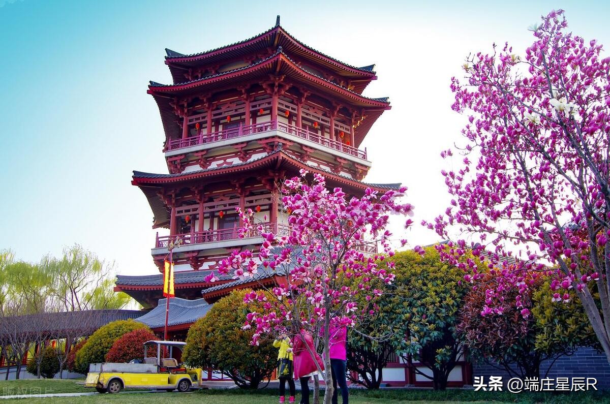 辛夷花开花结果图片,辛夷花是什么科的植物