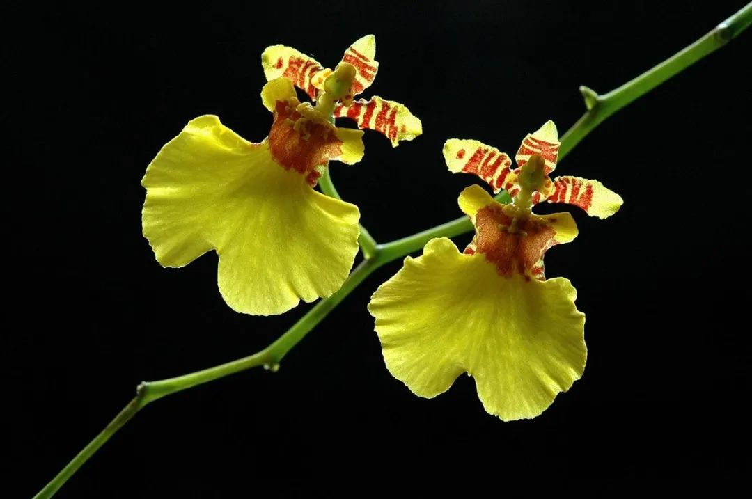 快来看看，兰花的世界真奇妙|壹木星球No.14