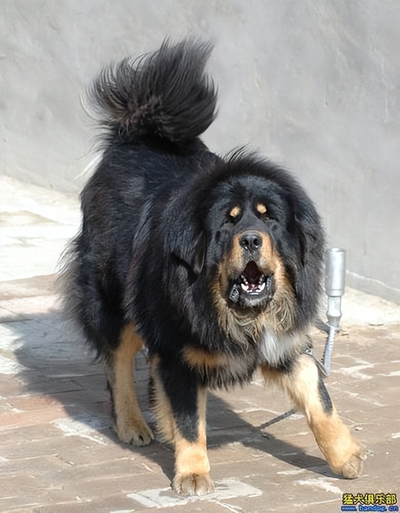 动物园全部被虎王咬死的故事,动物世界雄狮咬死鬣狗首领