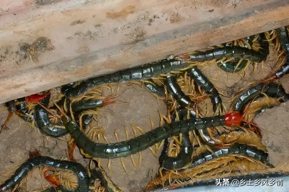 蜈蚣养殖的利润有多大,蜈蚣养殖成本以及利润多少