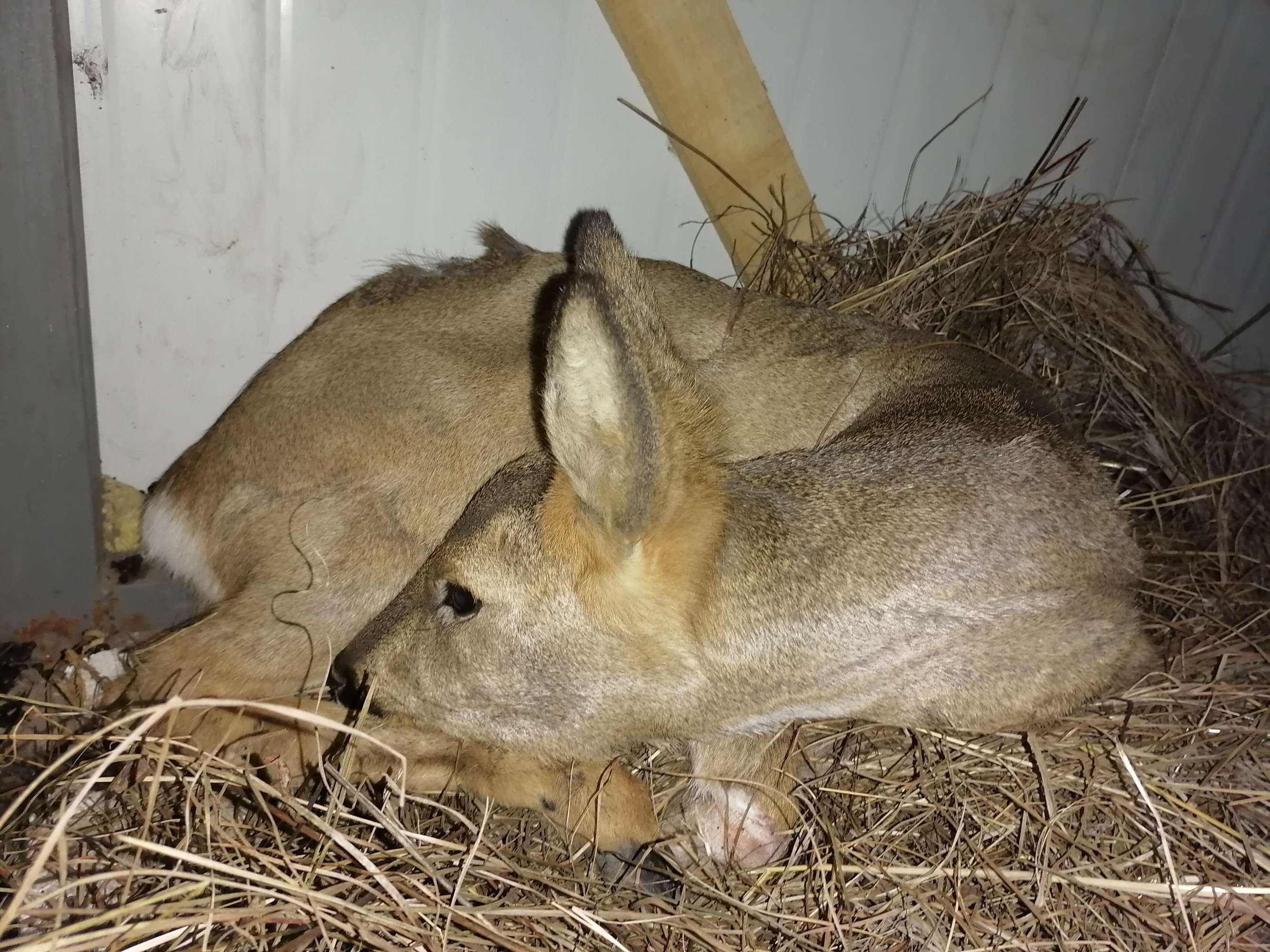 狍子被称为东北第一神兽,东北神兽狍子真的傻吗