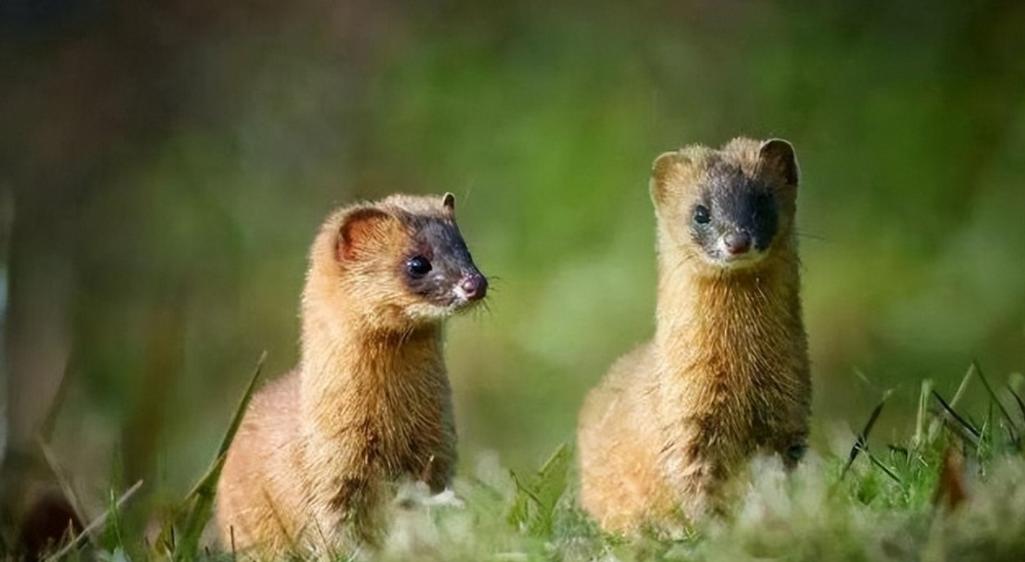 李时珍为什么不吃黄鼠狼呢,为什么黄鼠狼不宜吃