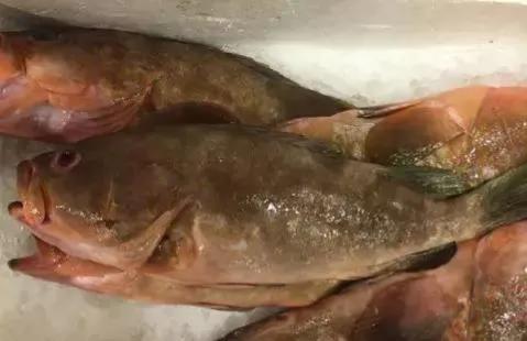 鱼类食材大全名称图片,鱼类菜谱大全100种