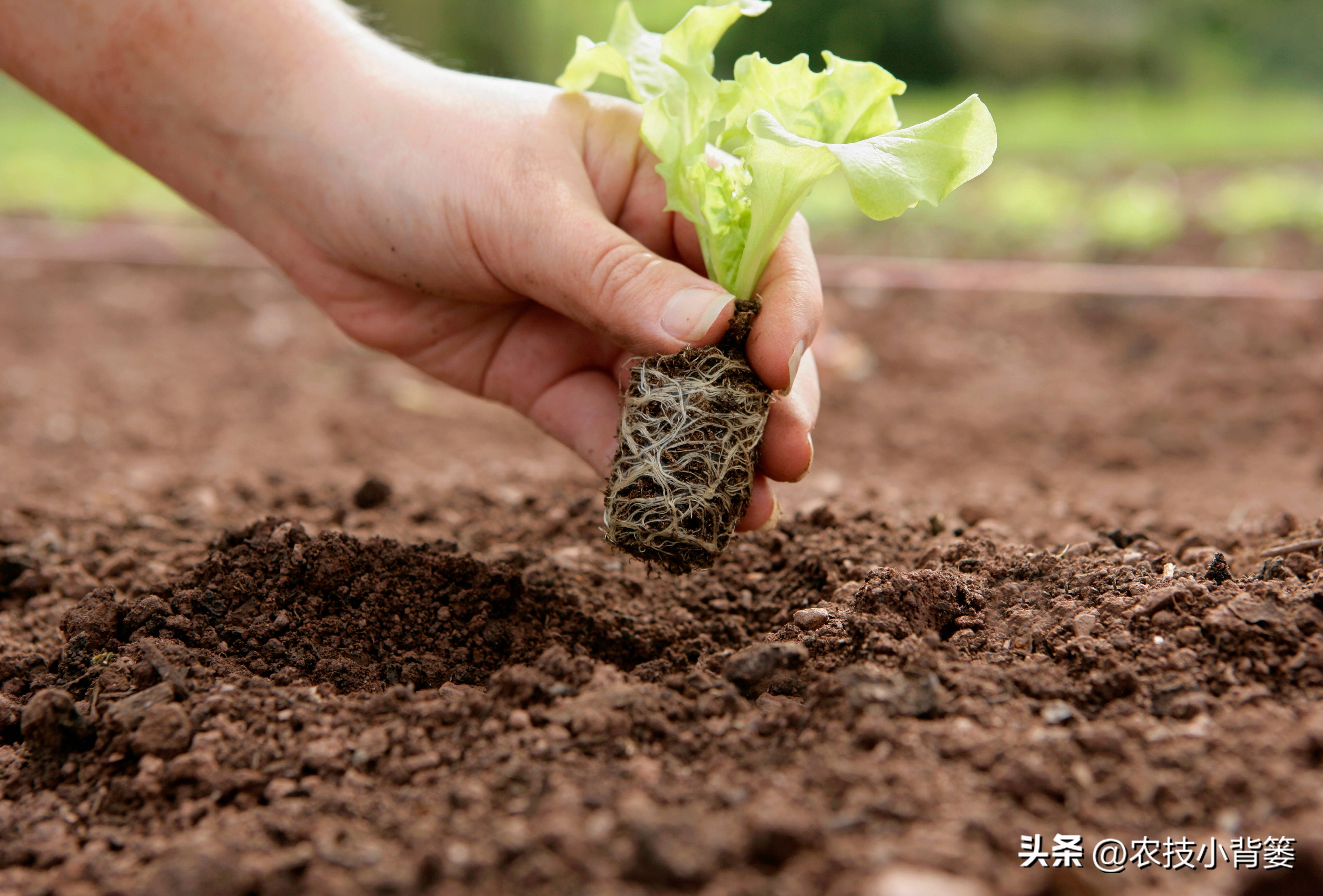 微生物菌肥的正确使用,微生物菌剂与菌肥区别是什么
