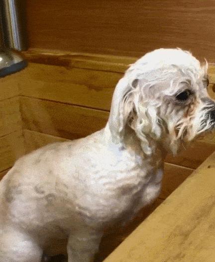 狗狗毛发少怎么办,狗狗毛特别稀少怎么办