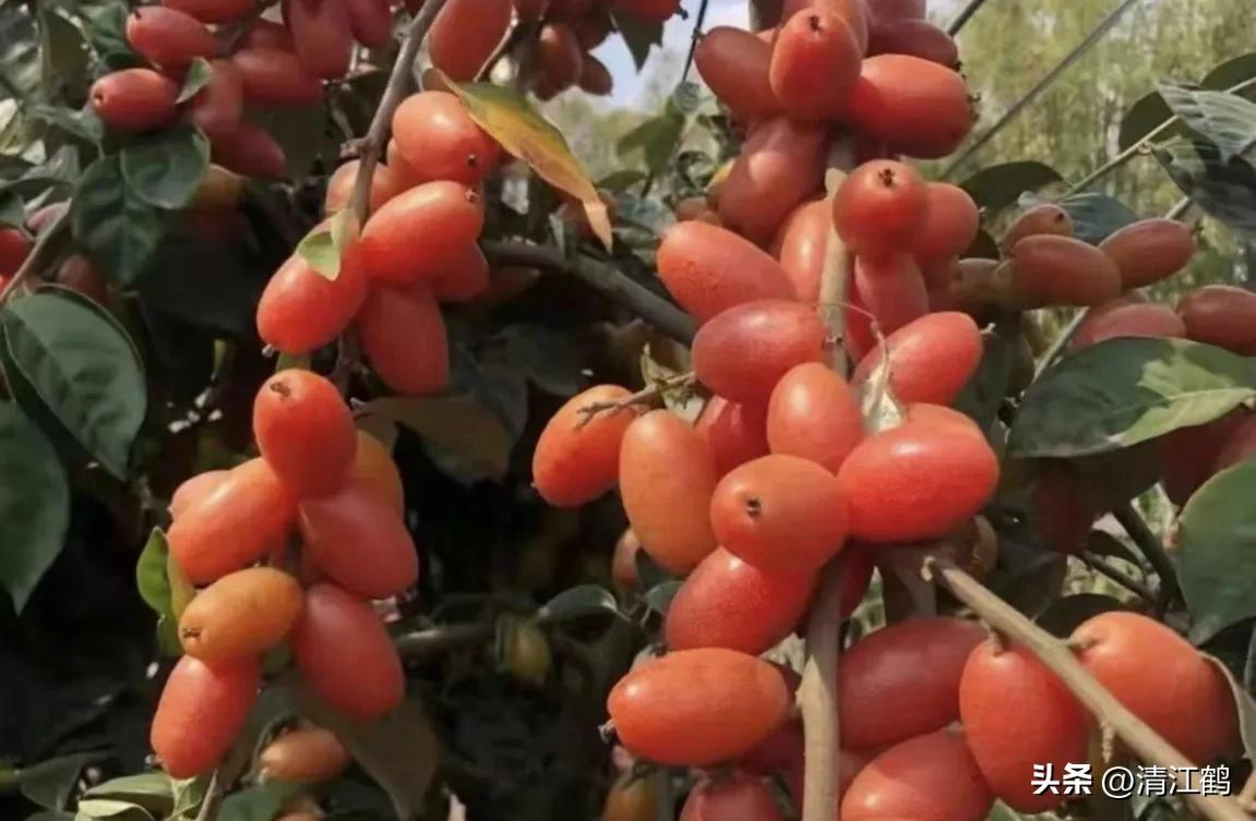 很多人没见过的奇怪生物,都没见过的奇特瓜果蔬菜