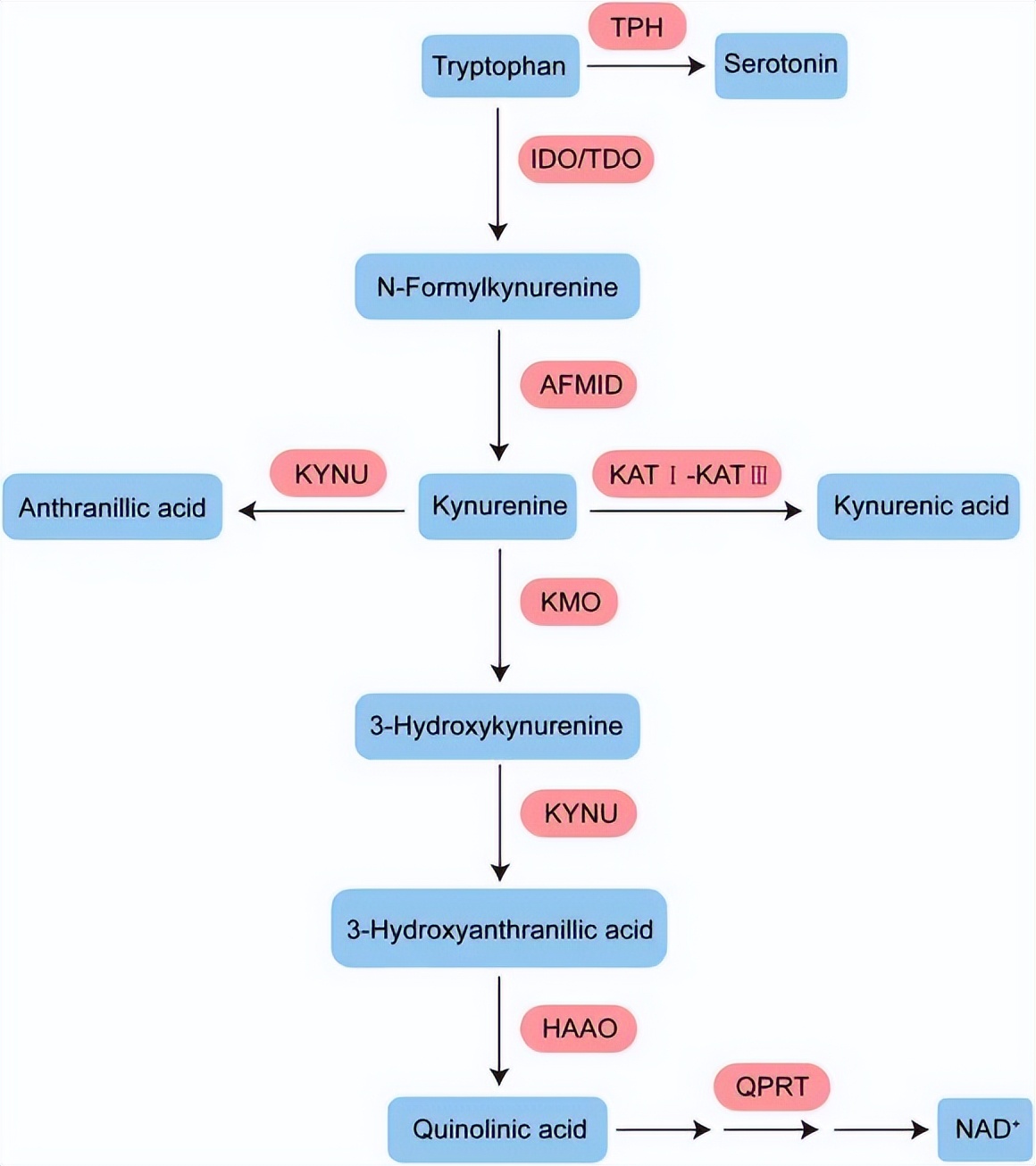 色氨酸代谢,色氨酸分解快会干嘛