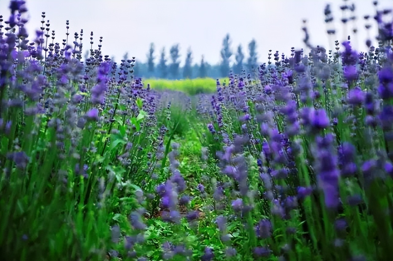 休闲农业可以开发哪些创意,休闲农业规划十大秘诀