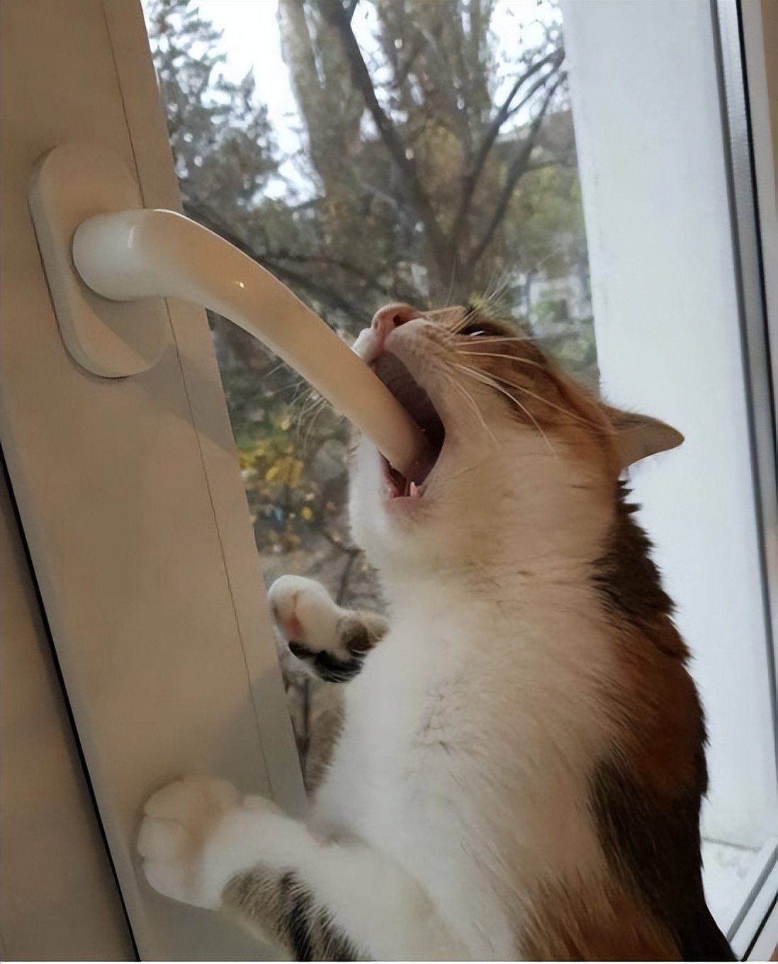 盘点那些奇怪的小猫咪搞笑的日常,盘点那些奇怪的小猫咪