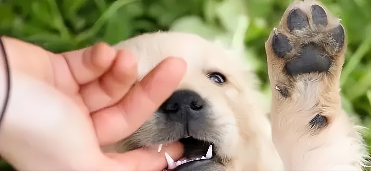 狗狗为什么会轻轻咬你,狗狗轻咬主人手啥意思